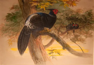 Purpur-Kaleege (Euplocamus horsfieldi), ca. 1851-76